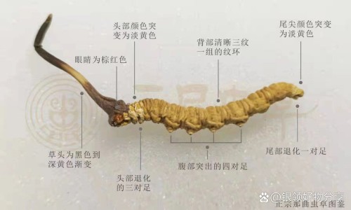 野菊花夏枯草的功效与作用-野菊花全草的功效与作用,中国野菊花叶功效与作用及禁忌网站